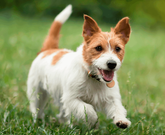 A small dog with white and brown fur is running on grass. The dog has a white snout, brown ears, and a wagging tail. It looks happy with its tongue out and ears perked up. The background is a blurred green outdoor setting, highlighting the joy of this playful pet who benefits from spay and neuter programs.