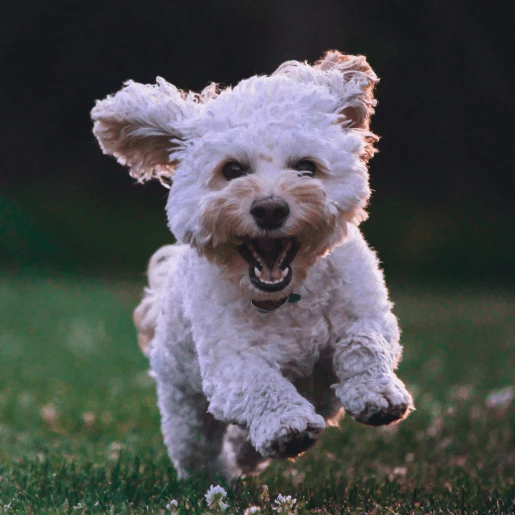 Canine Preventative Care
