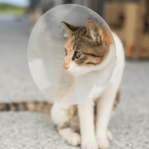 Urgent Care